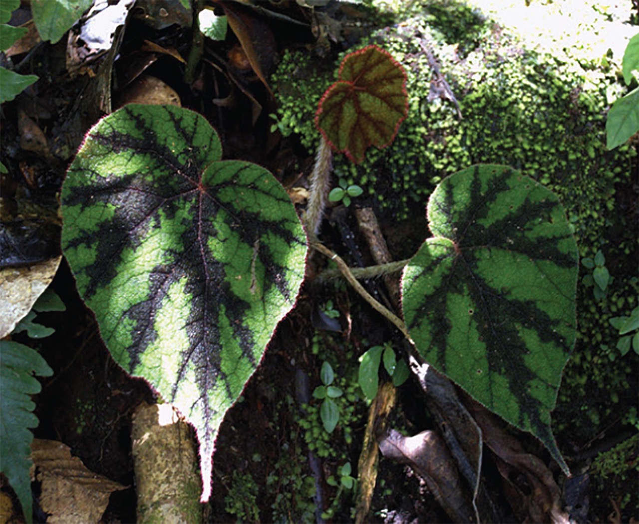 B. tuberculosa